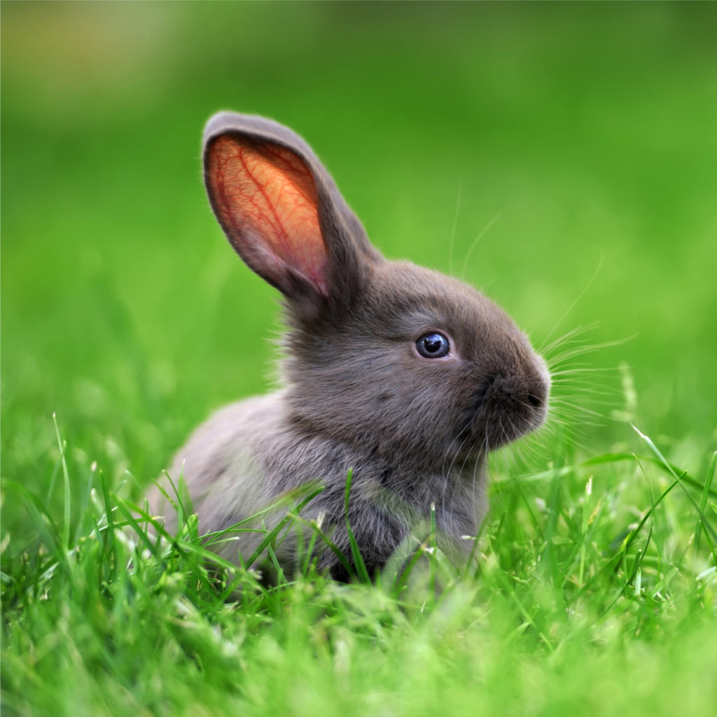 The Adventures of Peter Bunny Rabbit